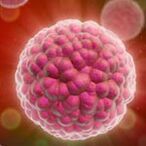 The causal means of human papilloma