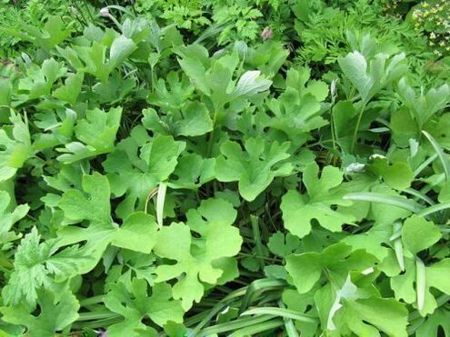 Herb celandine for removing papillomas