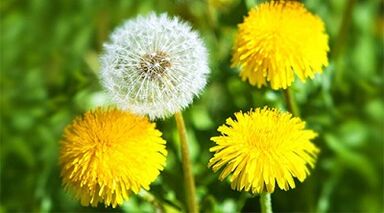 Methods for removing papillomas using folk remedies