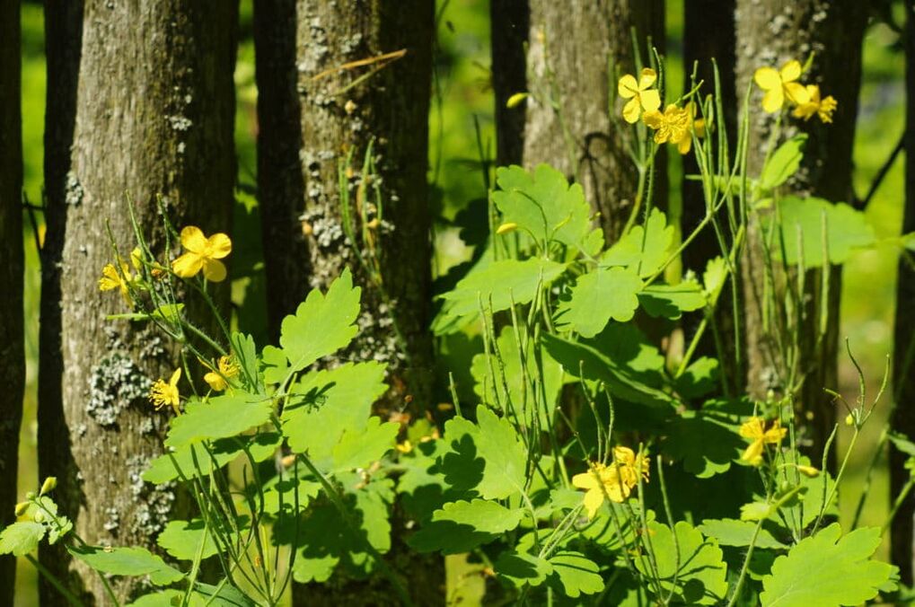 Folk remedies with celandine for warts