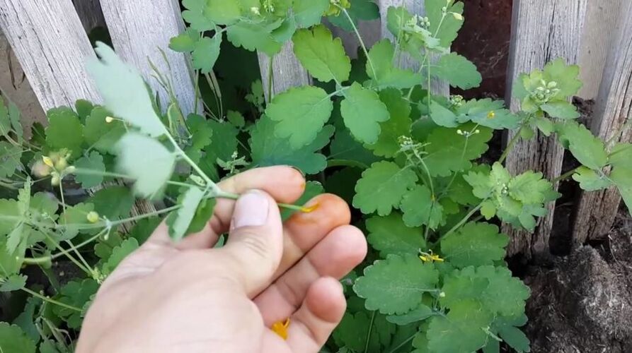 Celandine herbal juice for removing papillomas